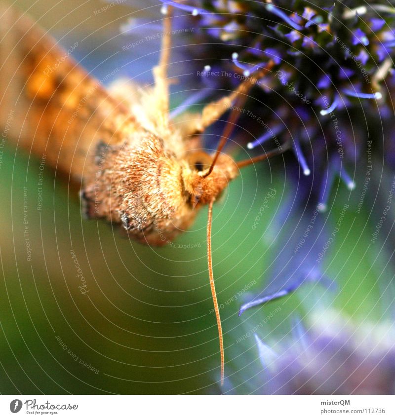 the beginning of life Motte Schmetterling Tier Pause Ernährung Nährstoffe Honig Blüte Pflanze braun Fühler Blümchensex dunkel Muster Blume grün weiß leicht