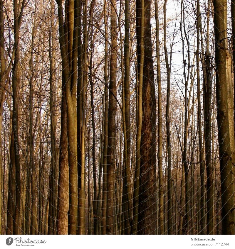 Baumgeflüster Holz Wald gruselig Herbst Winter Baumstamm braun eng Spaziergang Park kalt ruhig Weisheit Baumrinde Denken bäume wald gruseln Ast mytisch