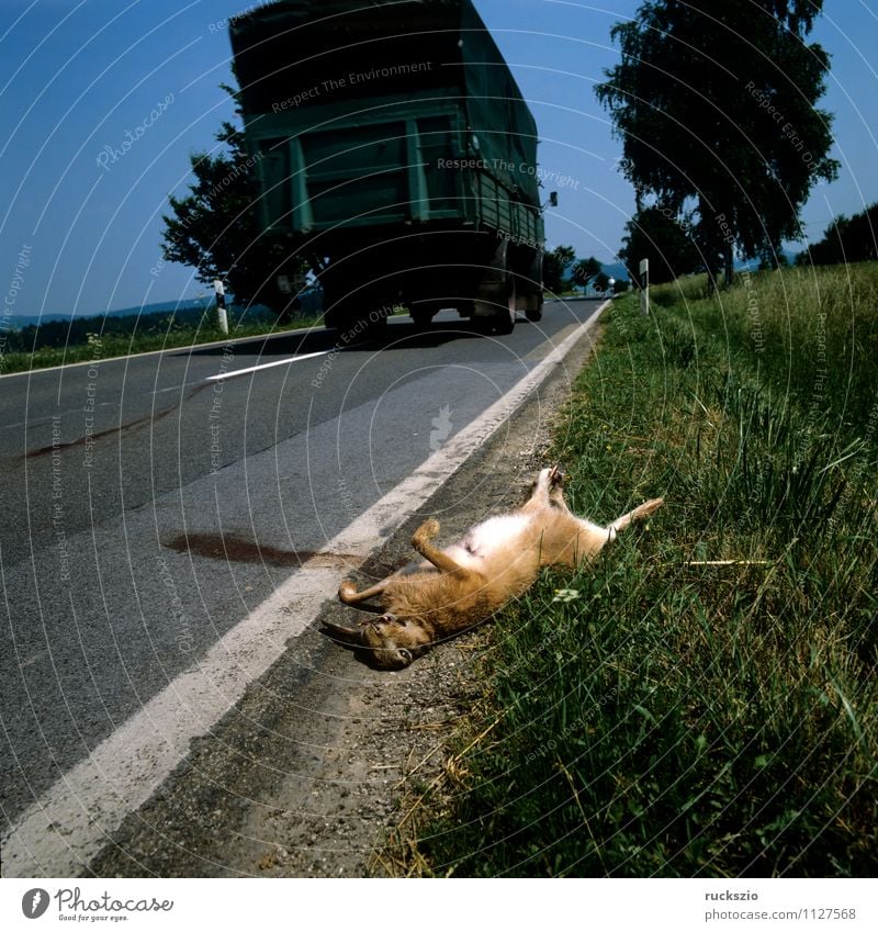 Ueberfahrener Hase, Wildunfall Umwelt Tier Straße PKW Wildtier Tod Hase & Kaninchen Straßenrand Fahrbahn Unfall hare car cars Edge of the roadway Lane Street