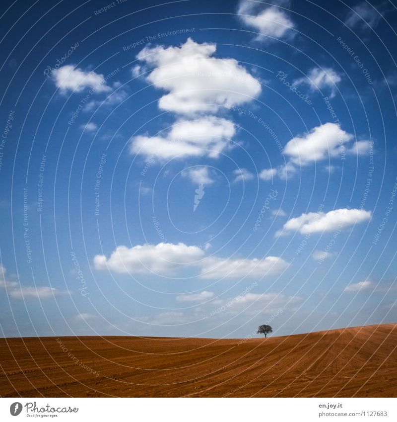 solitary Landwirtschaft Forstwirtschaft Umwelt Natur Landschaft Pflanze Himmel Wolken Horizont Sonnenlicht Frühling Klima Schönes Wetter Baum Feld Wachstum blau