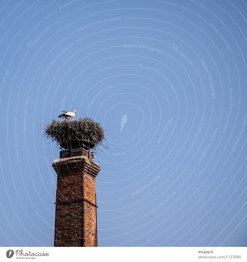 Penthaus Natur Wolkenloser Himmel Sonnenlicht Frühling Sommer Schönes Wetter Tier Wildtier Vogel Storch 1 blau braun Lebensfreude Frühlingsgefühle Tierliebe