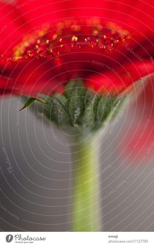 Detail Umwelt Natur Pflanze Blume Blatt Blüte natürlich grün rot Gerbera Farbfoto Außenaufnahme Nahaufnahme Detailaufnahme Makroaufnahme Menschenleer Tag