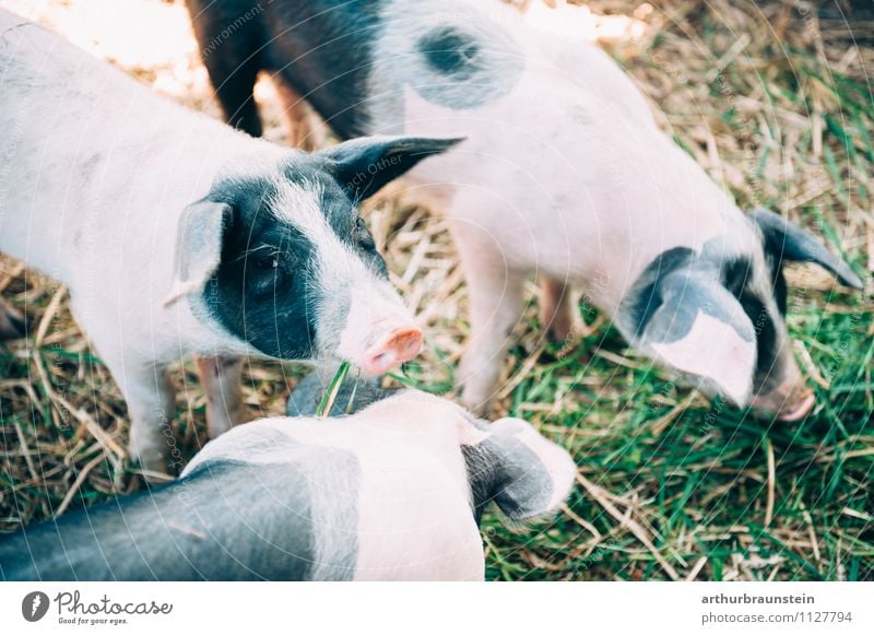 Fleckenferkel beim fressen Gesunde Ernährung Natur Gras Tier Nutztier Ferkel Schwein 3 Tiergruppe Tierjunges Fressen stehen authentisch frisch natürlich