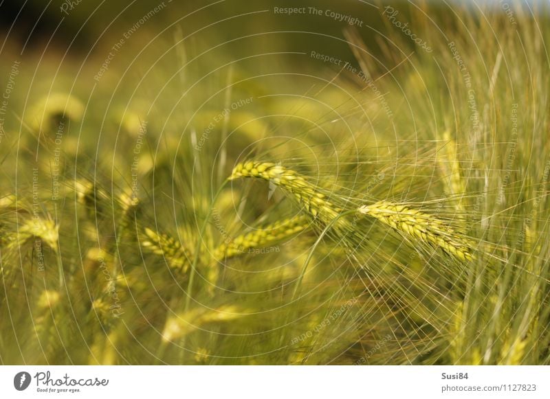 Getreideträume Umwelt Natur Pflanze Sommer Schönes Wetter Gras Nutzpflanze Gerste Feld Getreidefeld schaukeln Wachstum ästhetisch nachhaltig natürlich grün