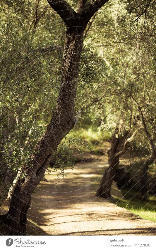 Der Weg ist das Ziel harmonisch Wohlgefühl Zufriedenheit Duft Ferien & Urlaub & Reisen Tourismus Ausflug Abenteuer Ferne Sommer Sommerurlaub Sonne Garten Natur