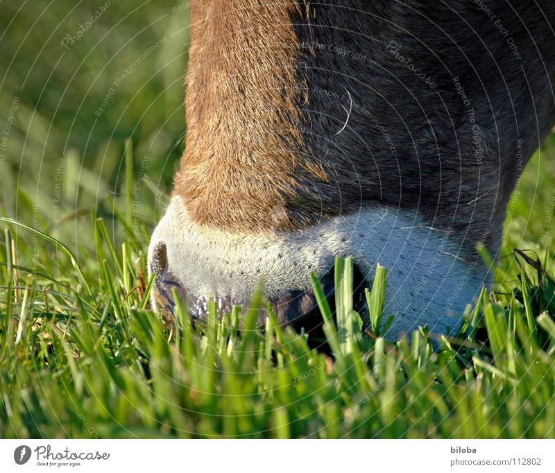 Ich habe die Schnauze voll! Kuh braun Ernährung Vieh Milchkuh Kalb muhen kalt feucht nass Nasenloch atmen Gras Fressen Butter Landwirtschaft Außenaufnahme Tier