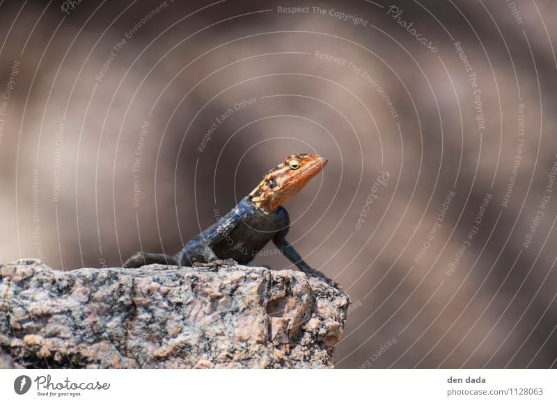 salamander stinksauer Natur Tier Schuppen Lizard Echsen Salamander 1 sitzen Aggression außergewöhnlich exotisch verrückt wild rot giftig Sonnenbad Erholung