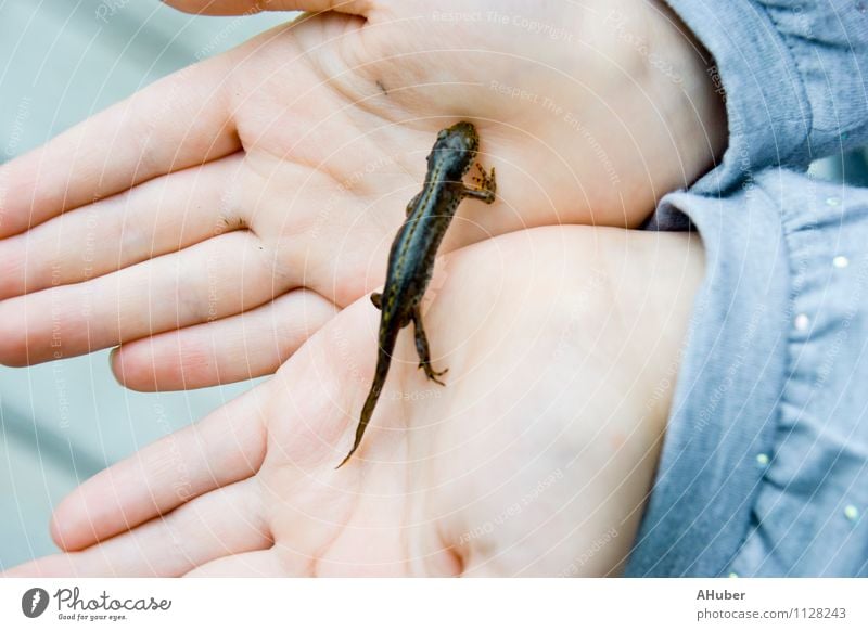 Bergmolch in Kinderhänden Kindheit Hand 3-8 Jahre Tier Wildtier 1 beobachten entdecken fangen festhalten Jagd krabbeln Liebe Blick außergewöhnlich exotisch