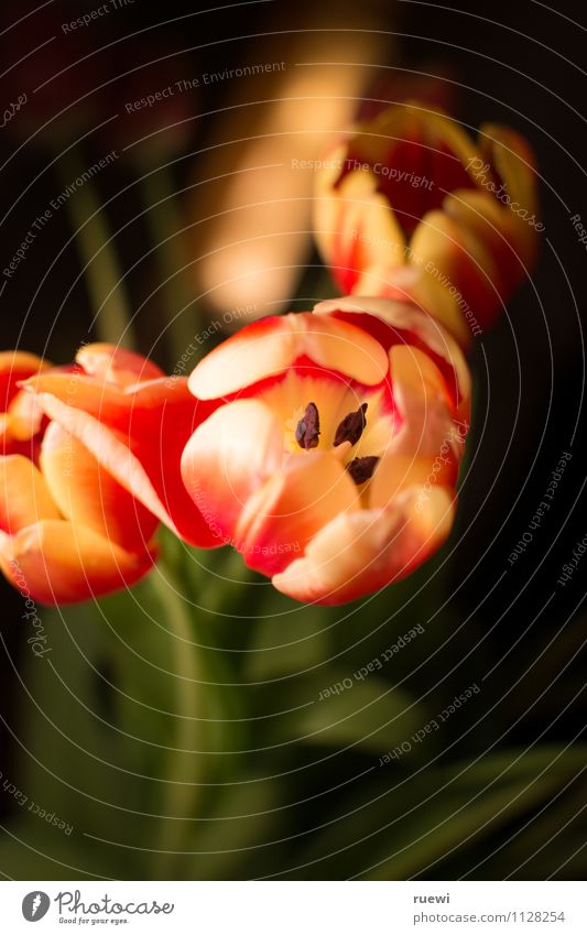 Tulips are my girl's best friends Lifestyle Häusliches Leben Wohnung Garten einrichten Dekoration & Verzierung Valentinstag Muttertag Hochzeit Gartenarbeit