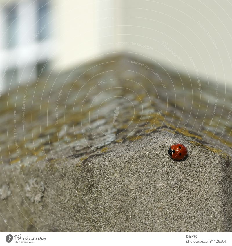 Auf der Mauer ... Häusliches Leben Haus Umwelt Tier Frühling Schönes Wetter Pflanze Flechten Garten Einfamilienhaus Wohnhaus Wand Fassade Fenster Zaun Zaunpfahl