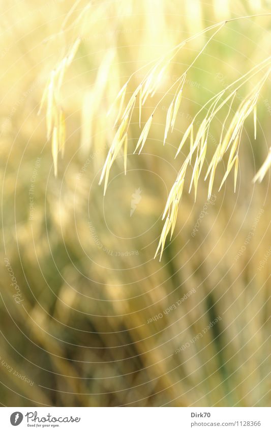 Spätsommergras Ferien & Urlaub & Reisen Sommer Sommerurlaub Umwelt Natur Pflanze Sonnenlicht Klima Schönes Wetter Gras Grünpflanze Samen Garten Park Wiese