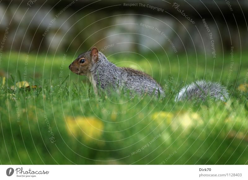 Profil eines Eichhörnchens Umwelt Natur Pflanze Tier Herbst Gras Blüte Grünpflanze Löwenzahn Garten Park Wiese Montreal Kanada Nordamerika Stadt Mauer Wand