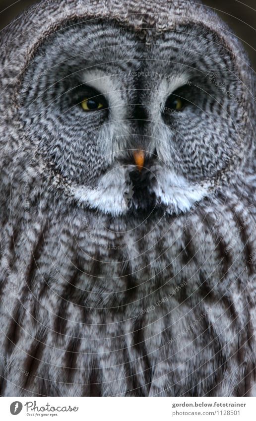 yellow eyes Natur Tier Wildtier Vogel Eulenvögel beobachten Blick gruselig blau schwarz silber Schutz Wachsamkeit Stolz Farbfoto Außenaufnahme Menschenleer