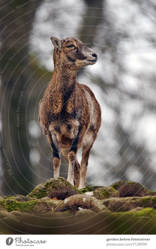 der Wolf im Ziegelpelz Umwelt Natur Tier Wald Hügel Felsen Wildtier Tiergesicht Fell Zoo 1 Blick stehen warten ästhetisch wild Farbfoto Außenaufnahme