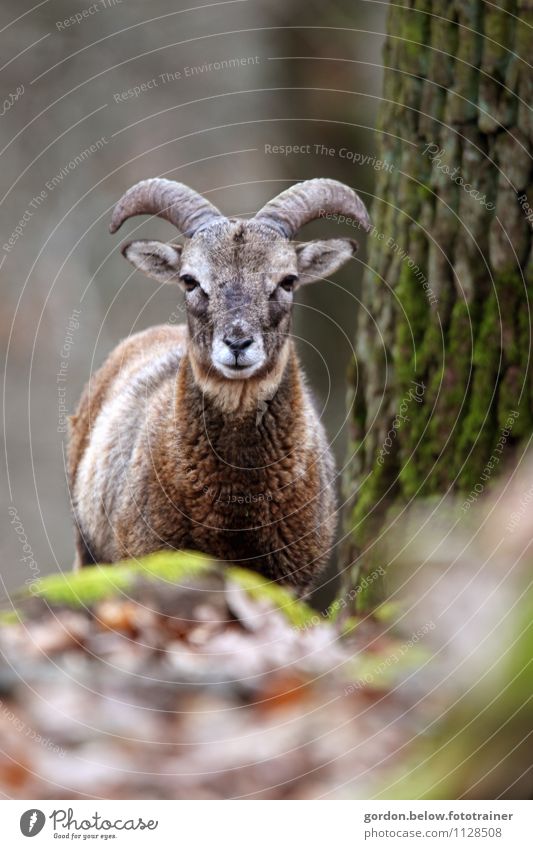 Wildtier Gemse 1 Tier Tierjunges beobachten natürlich braun gelb grau grün orange schwarz weiß Glück selbstbewußt Kraft Tierliebe Einsamkeit einzigartig