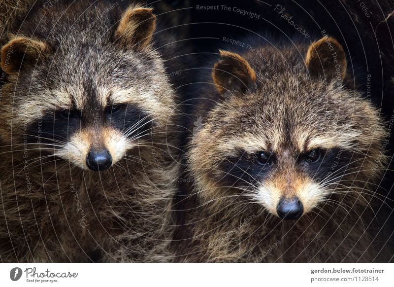 Waschbärenpaar, gemeinsam sind wir stark Wildtier Tiergesicht 2 Tierpaar Blick stehen listig Neugier klug schön blau braun grau schwarz weiß Farbfoto