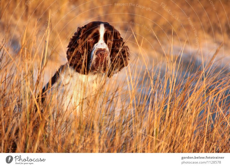 english springer spaniel Umwelt Natur Landschaft Winter Schönes Wetter Küste Strand Nordsee Tier Haustier Hund 1 Tierjunges Blick frei schön Neugier niedlich