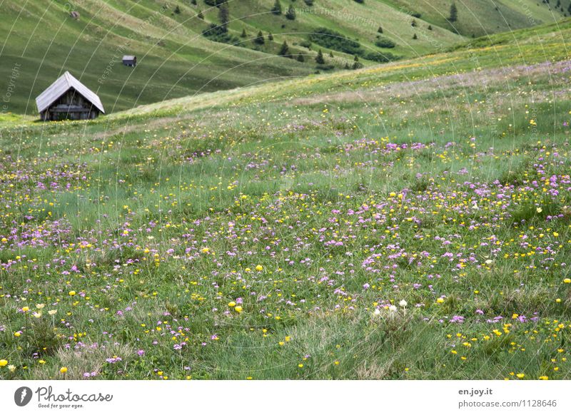 Frühlingszauber harmonisch Wohlgefühl Erholung ruhig Ferien & Urlaub & Reisen Tourismus Abenteuer Sommer Sommerurlaub Berge u. Gebirge Natur Landschaft Pflanze