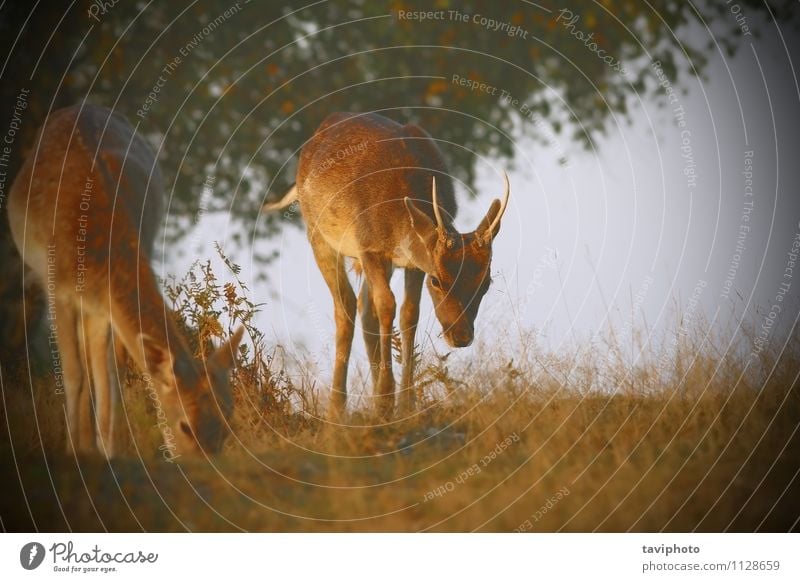 Damwild mit Instagram-Effekt schön Jagd Frau Erwachsene Mann Natur Landschaft Tier Gras Park Wiese Wald Herde Fressen hell natürlich niedlich braun Brachland