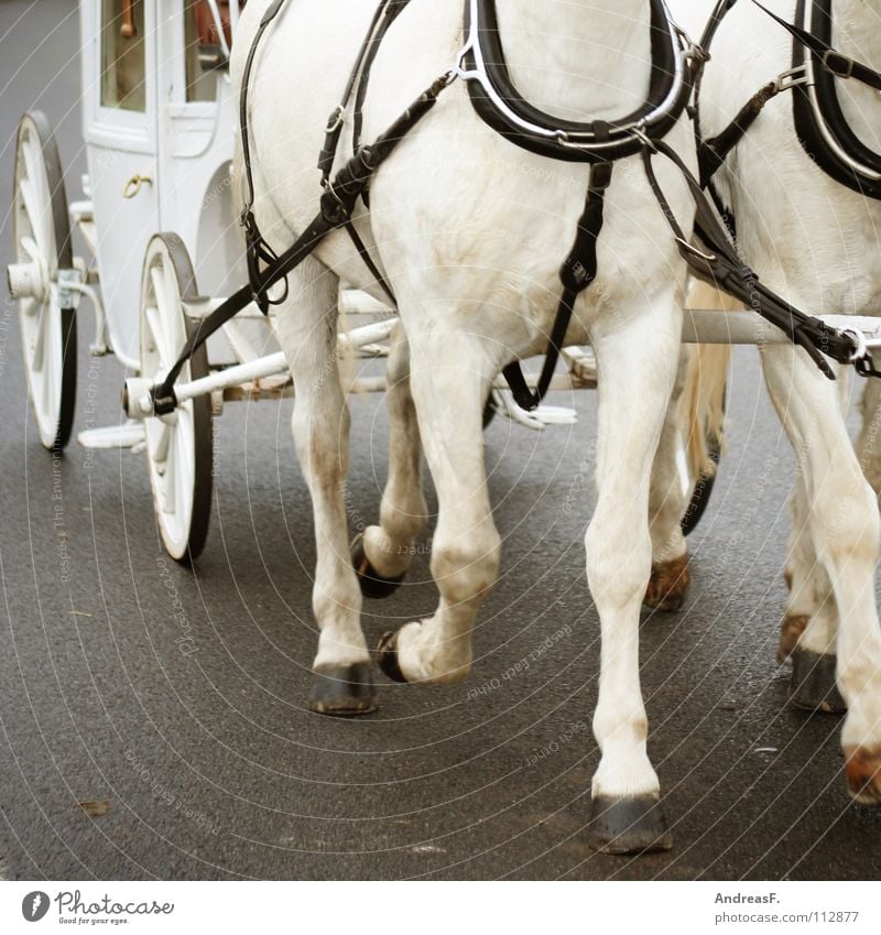 Drum prüfe wer sich ewig bindet... Hochzeit Ehe Braut Bräutigam Pferd Pferdekutsche Hochzeitspaar verheiratet fahren Kutscher weiß Teamwork laufen Verkehr