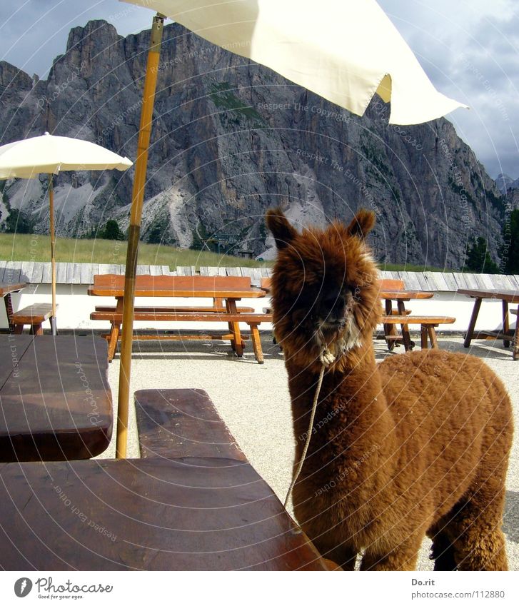 ein Alpaka auf Reisen Erholung ruhig Ferien & Urlaub & Reisen Sommer Berge u. Gebirge Tisch Tier Wolken Schönes Wetter weich braun weiß Südtirol Dolomiten