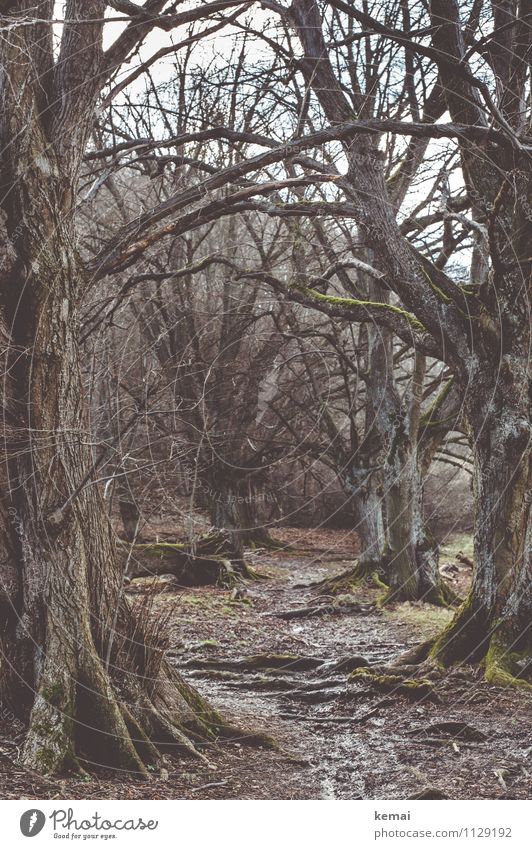 Kraft | der Bäume Umwelt Natur Landschaft Pflanze Urelemente Erde Frühling schlechtes Wetter Baum Moos Wurzel Ast Zweige u. Äste Wald Wege & Pfade alt