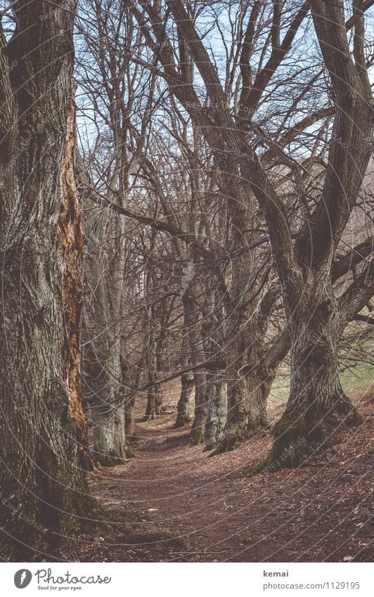 Langlebig | Bäume am Wegesrand Umwelt Natur Landschaft Pflanze Urelemente Erde Frühling Schönes Wetter Baum Wildpflanze Ast Zweig Baumstamm Baumrinde Wald