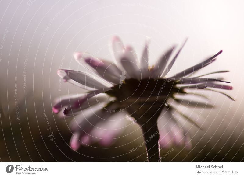 Erste Gänseblümchen Umwelt Natur Pflanze Frühling Blume Freundlichkeit frisch schön klein natürlich rosa weiß Verliebtheit Neugier Farbfoto Außenaufnahme