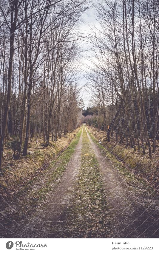 Waldweg Umwelt Natur Landschaft Himmel Klima schlechtes Wetter Wind Pflanze Baum Gras Sträucher Moos Grünpflanze Wildpflanze Wege & Pfade Fußweg gehen lang