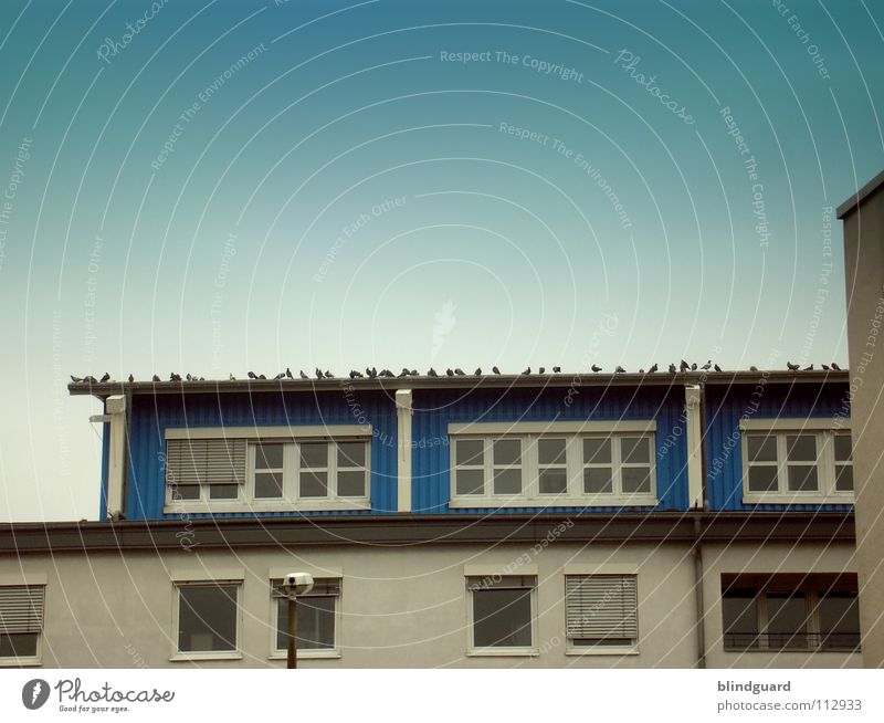 Montag-Morgen-Meeting Haus Fassade Fenster Himmel Fallrohr Taube Vogel Sitzung Versammlung mehrere Demonstration Ecke Rollo Industrie Kommunizieren windows