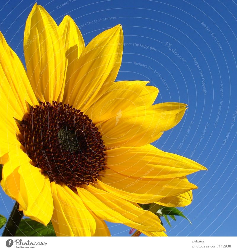 Die Sonne lacht Sommer Sonnenblume Blüte Pflanze Blume Blütenblatt