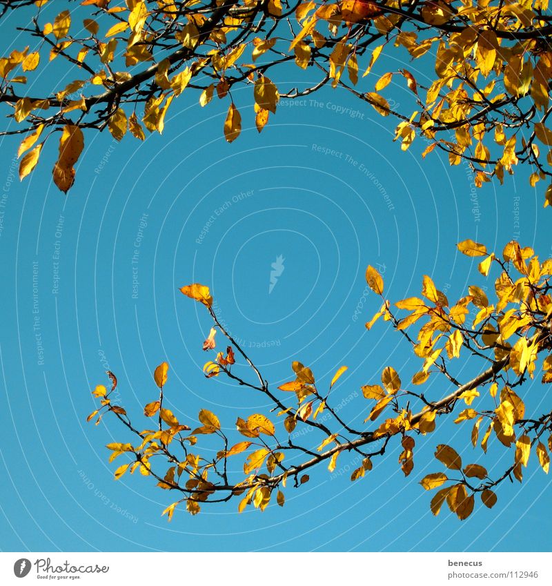 letzte Erinnerungen an den Herbst Blatt gelb türkis Baum Pflanze umrandet Bilderrahmen herbstlich Laubwerk Belaubung orange Himmel blau Zweig Ast verzwigt