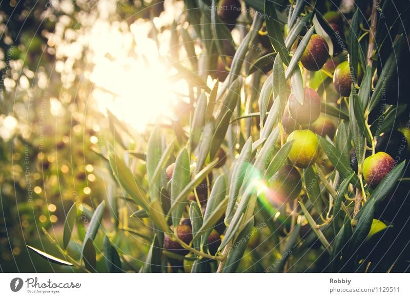 l'oliveraie Natur Pflanze Sonnenlicht Baum Oliven Olivenbaum Olivenhain Olivenernte Olivenblatt maritim grün Lebensmittel Gesunde Ernährung lecker Ernte