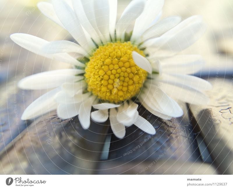 Delicate daisy Wohlgefühl ruhig Muttertag Natur Pflanze Frühling Blume Blüte Garten Duft ästhetisch Sauberkeit weiß Frühlingsgefühle Romantik Reinheit