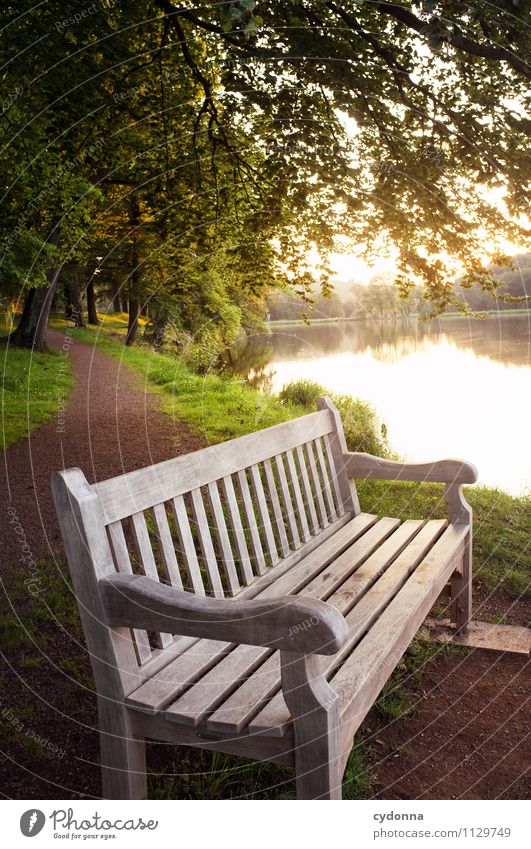 Ruheort harmonisch Erholung ruhig Umwelt Natur Landschaft Sonnenaufgang Sonnenuntergang Sommer Schönes Wetter Park Seeufer einzigartig Hoffnung Idylle Pause Tod