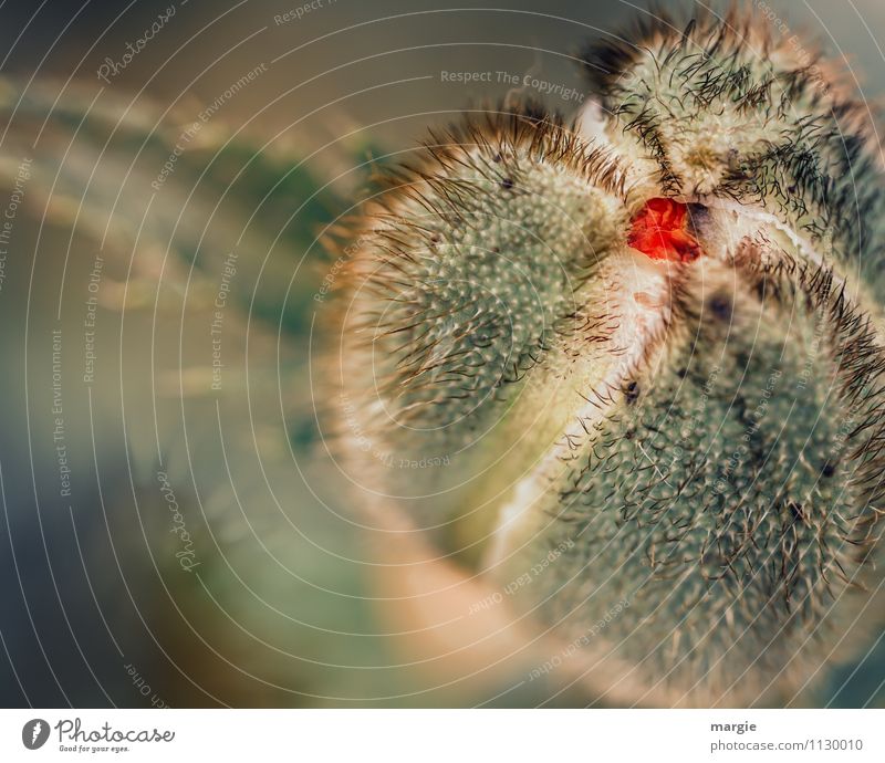 Mohnknospe Umwelt Pflanze Sommer Blatt Blüte Grünpflanze Mohnblüte Mohnblatt Blütenknospen Garten Blühend Wachstum grün rot Entschlossenheit Hoffnung entfalten