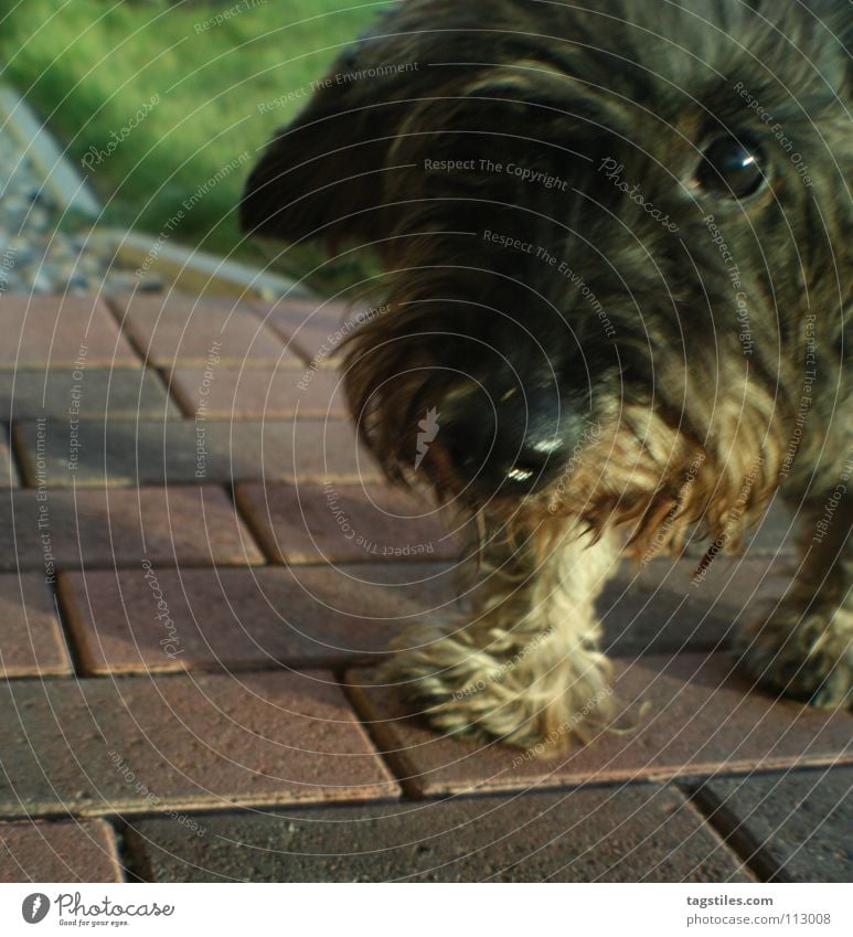 KNOPFAUGE Knopfauge Dackel Hund Locken Treue Spitzel Schnauze Säugetier Vertrauen Entertainment Konopfauge Auge Rauhhaardackel tagstiles Blick schnüff