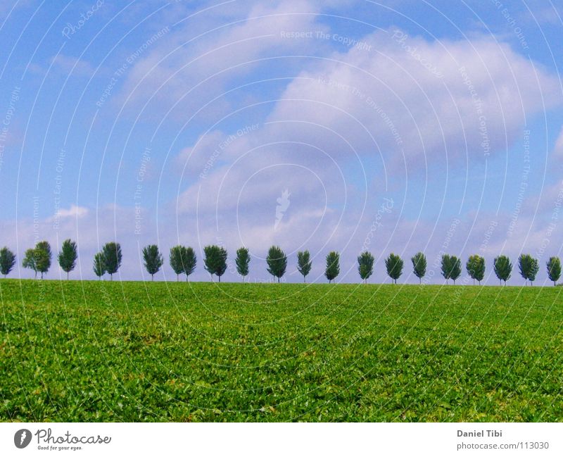 Bäume in Reih' und Glied Baum Gras grün Sommer Himmel blau Ordnung Ferne Freiheit