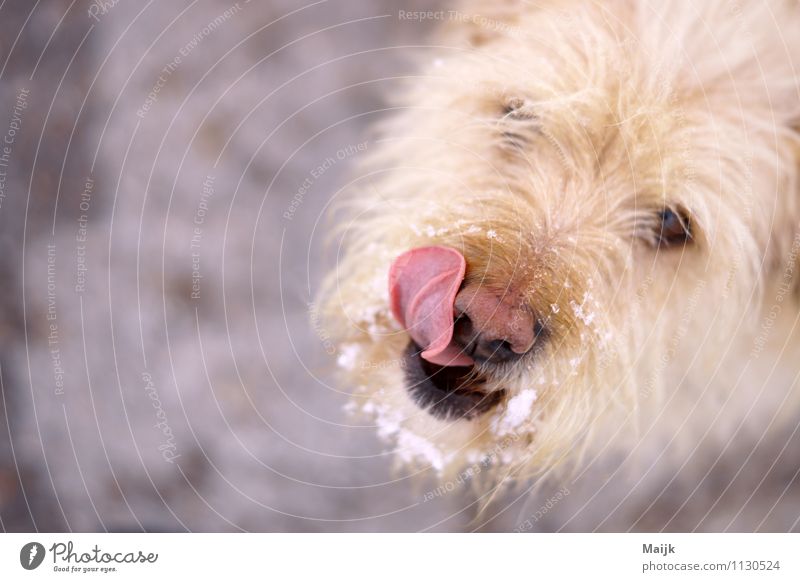 Guzi Tier Haustier Hund 1 Blick authentisch Freundlichkeit lecker lustig braun grau rosa weiß Freude Neugier Hoffnung Farbfoto Außenaufnahme Nahaufnahme