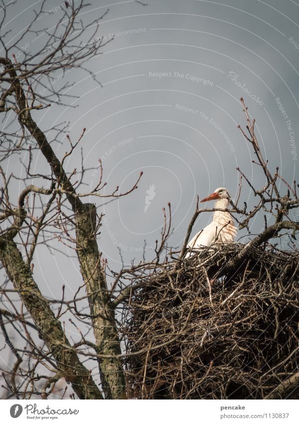 kinderwunsch Natur Urelemente Himmel Frühling Baum Tier Wildtier 1 Zeichen Partnerschaft Erwartung Kinderwunsch Storch Nest Nachkommen Vogel Farbfoto