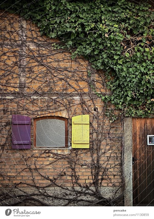 landfein Natur Pflanze Efeu Dorf Haus Mauer Wand Fassade Fenster Tür authentisch natürlich retro Design Erholung Kultur Kunst Häusliches Leben Ranke Wurzel