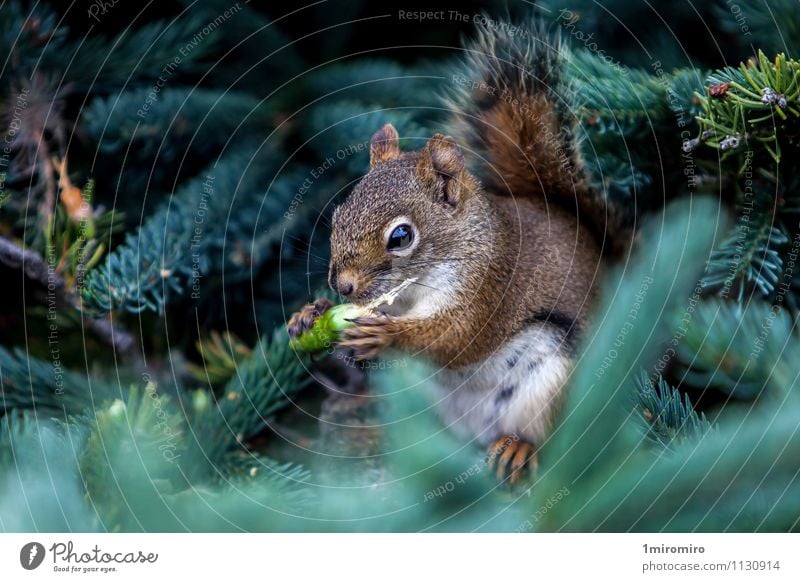 Rotes Eichhörnchen Essen Sommer Insel Natur Tier Baum Park Wald Pelzmantel niedlich wild braun rot weiß Campobello New Brunswick Tierwelt Lebensmittel Säugetier