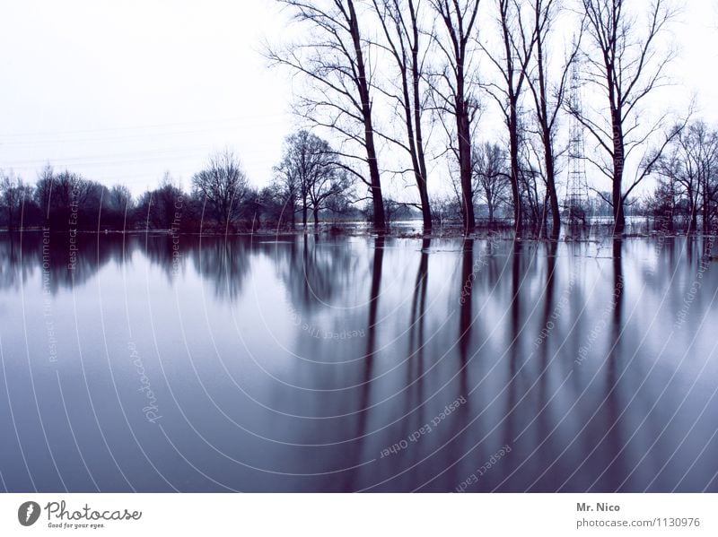 traumtag Umwelt Natur Landschaft Pflanze Baum Seeufer Flussufer außergewöhnlich trist ruhig träumen Illusion Tagtraum mystisch kalt Einsamkeit bizarr Hochwasser