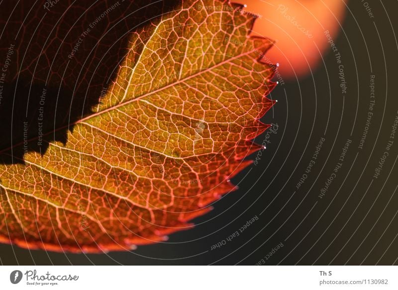 Blatt Natur Pflanze Frühling Blühend leuchten ästhetisch authentisch einfach elegant natürlich grün orange Gelassenheit geduldig ruhig Design Farbe einzigartig