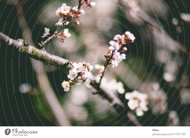 Neuanfang. Umwelt Natur Pflanze Frühling Sträucher Blüte Garten Park Blühend verblüht Wachstum schön natürlich ästhetisch Duft Vergänglichkeit Holz Ast rosa