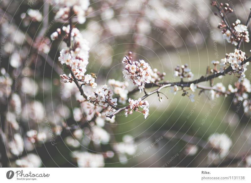 Blütenzeit. Umwelt Natur Pflanze Frühling Schönes Wetter Baum Blatt Zierpflaume Garten Park Blühend Duft Wachstum ästhetisch schön Kitsch nachhaltig natürlich