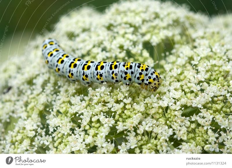 Raupe, Schwalbenschwanz, Wildtier Schmetterling Fressen Papilio machaon Tagfalter Insekt Edelfalter Fleckenfalter Edelschmetterling Caterpillar swallowtail