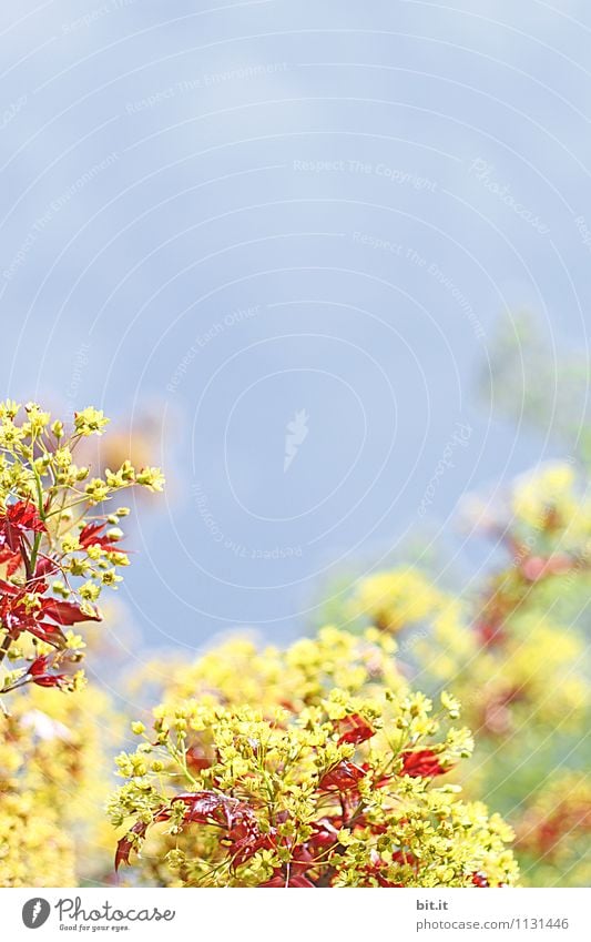 Frühling rot-gelb Lifestyle harmonisch Wohlgefühl Zufriedenheit Sinnesorgane ruhig Meditation Duft Tourismus Häusliches Leben Garten Natur Himmel Sommer