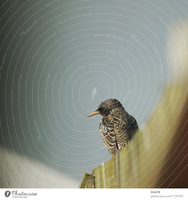 Spitzig Häusliches Leben Garten Umwelt Tier Sonnenlicht Frühling Schönes Wetter Mauer Wand Schaukel Zaun Holzzaun Wildtier Vogel Star Zugvogel Singvögel 1