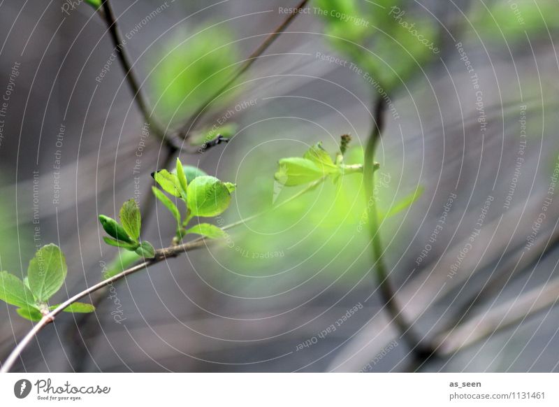 BÄMM Frühling! Leben Umwelt Natur Pflanze Klima Baum Blatt Ast Buche Blühend leuchten Wachstum ästhetisch authentisch Freundlichkeit frisch natürlich grau grün